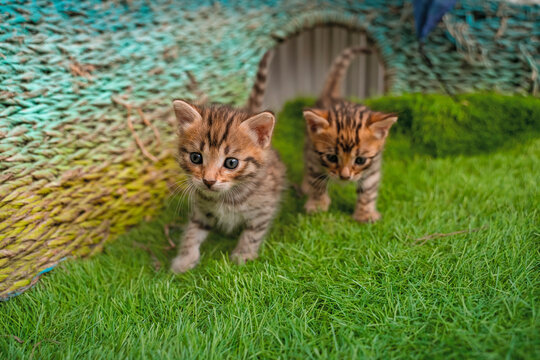 Bengal kittens on green grass. A cute spotted kittens outdoors in the grass. Summertime adventure. Bengal kittens two weeks old