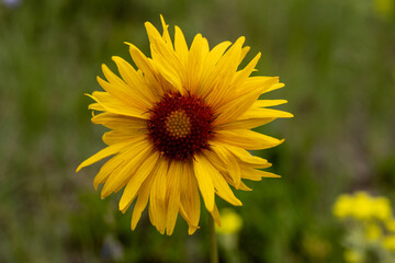 Blossom of Alpine Sunflower in Green Field