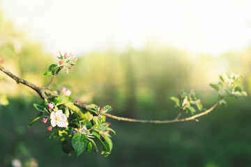 Beautiful white flowers on a branch of an apple tree against the background of a blurred garden. Apple tree blossom. Spring background