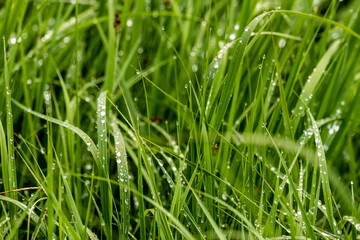 Bright Green Grass Bends To The Weight Of Raindrops