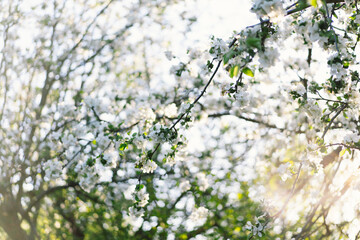 Beautiful white flowers on a branch of an apple tree against the background of a blurred garden. Apple tree blossom. Spring background