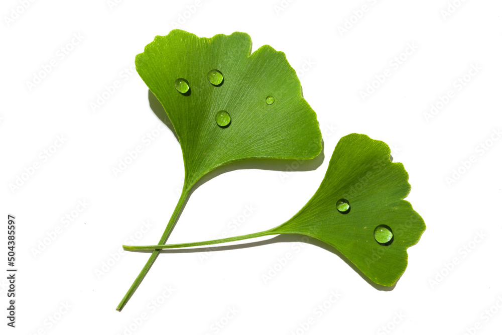 Wall mural fresh wet ginkgo biloba leaves isolated on white background.