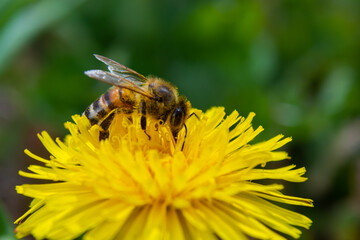 Closeup of the female of the Yellow-legged Mining Bee, Andrena flavipes on a yellow flower of dandelion , Taraxacum officinale