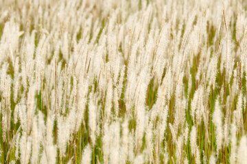 white reeds grass