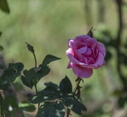 Rosa