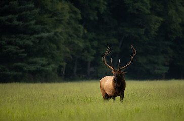 Naklejka na ściany i meble Bull Elk With Large Rack Stands In Grassy Field Against A Dark Forest