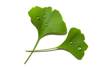 fresh wet ginkgo biloba leaves isolated on white background.