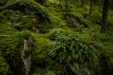 Fototapeta na wymiar Young Ferns Cling to Rock Infront of Blanket of Moss