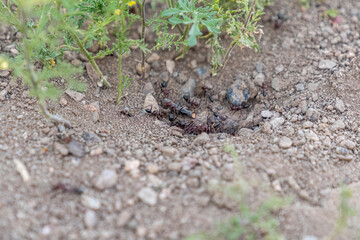 Small hole in the ground with a bunch of ants on it.