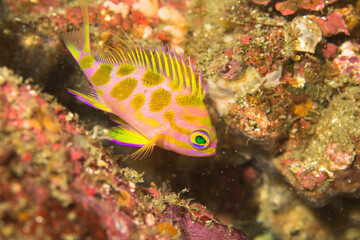 マダラハナダイ　色彩　伊豆　海　ダイビング　伊東