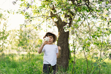 Happy little boy walking in spring garden. Child playing with branch of an apple treeand having...