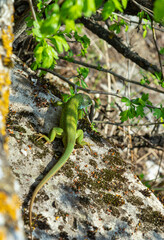 Lacerta viridis, Green and blue lizard with ticks, macro photo of a lizard, European green lizard