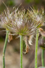 Pulsatilla pratensis, the small pasque flowe. Poisonous plant under nature protection
