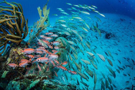Blackbar soldierfish (Myripristis jacobuson) on the Bridge divesite off the Dutch Caribbean island of Sint Maarten