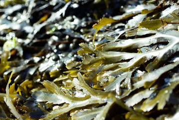 Obraz premium Algues en Bretagne