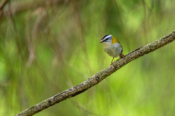 A bird singing from the branch. Nature with the copy space area. Common Firecrest, Regulus ignicapilla.