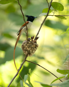 Paradise Flycatcher with chiks in nest 