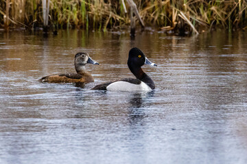 Pair of mating Ring-necked ducks (Aythya collaris) on a pond in Wisconsin during early spring. Selective focus, background blur and foreground blur

