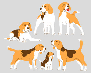 Beagle dogs collection. Adults and beagle puppies. Vector isolated illustration.