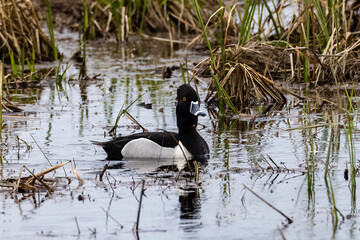 Ring-necked duck (Aythya collaris) swimming on a lake in Wisconsin during spring. Selective focus, background blur and foreground blur.
