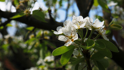 Pear tree flowers on the branch in an orchard, close up shot