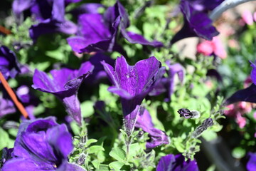 Super-cluster of rows of tall hues and colors flowers. These amazing summer blooms make for spectacular viewing, amongst the worlds greatest flowers collections. A true treat from nature.