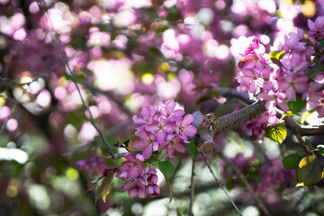 Blooming apple tree. Lilac flowers close up. Floral background. High quality photo