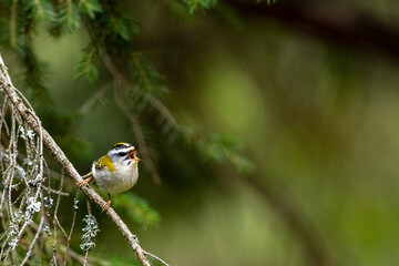A bird singing from the branch. Nature with the copy space area. Common Firecrest, Regulus ignicapilla.