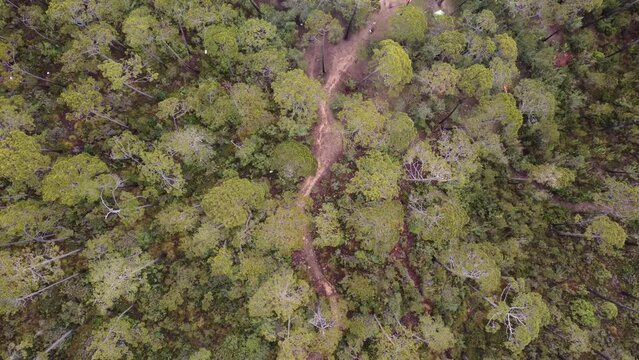 path in the forest towards pico duarte