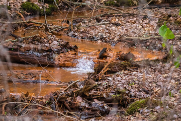 Rapids of a small spring fed stream flowing down a hill side in Wisconsin during early spring. Selective focus, background blur and foreground blur.
