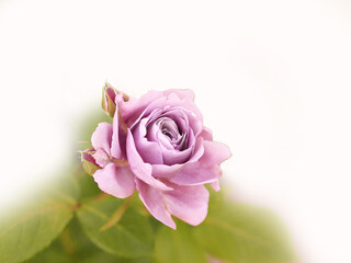 バラ　ピンク　背景