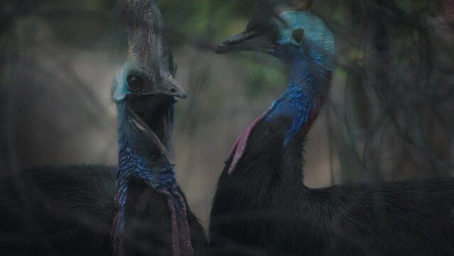 Cassowaries behind tangled tree. Slow motion. 