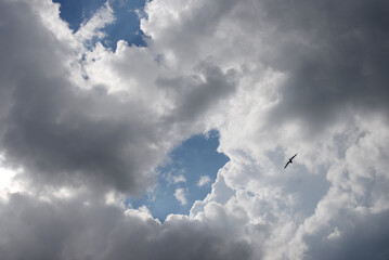 Nuages et oiseau marin
