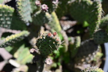 Overhead view of a green spiny cactus 