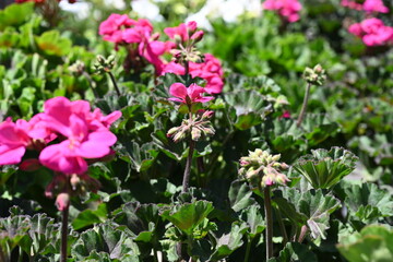  Pelargonium graveolens `Citronella`, often sold as Pelargonium citrosum, cultivar with deeply divided leaves and citronella like scent when crushed, not mosquito repellent