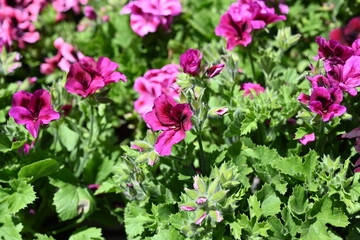 Pelargonium grandiflorum