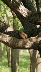 Odesa, Ukraine - 05 13 2022: Wild squirrel eating the nut in the park on the tree