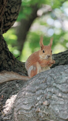 Naklejka na ściany i meble Odesa, Ukraine - 05 13 2022: Wild squirrel eating the nut in the park on the tree
