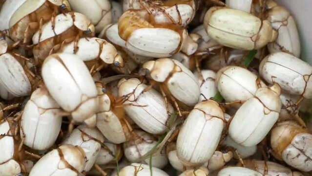 Close up view of Escarabajo blanco de junio also know as catso blanco or katzhos. Covering and crawling the screen. These white beetles form part of the traditional cuisine of the Inca in Ecuador