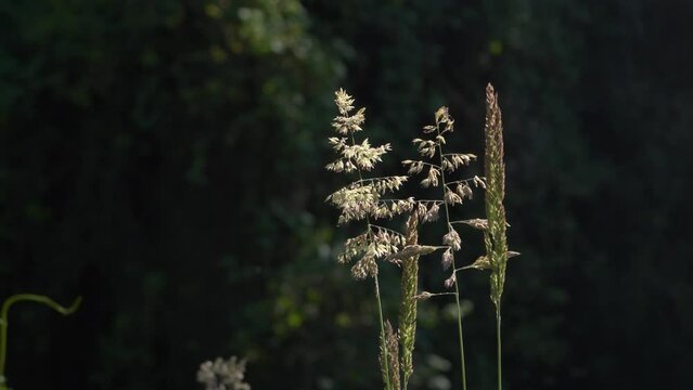 Mature flowers of Holcus lanatus a perennial . Seed heads Illuminated by sunlight against a dark forest background. Close up circling around the subject