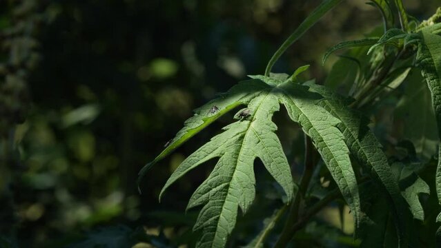 Close up view of a lush green leave of ambrosia peruviana, Marco. Against a dark green background. a medicinal plant of Ecuador