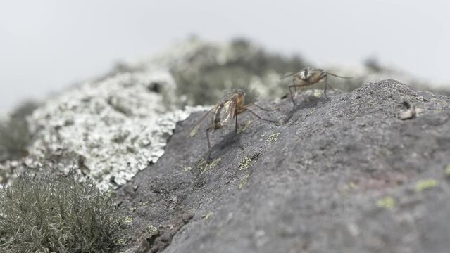 macro close up of two moorland fly, mocas del paramo in Cotopaxi National park Ecuador