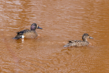Pair of Blue-winged teal (Spatula discors) on a small stained lake in Wisconsin during spring. Selective focus, background blur and foreground blur.
