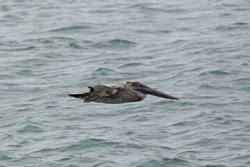 pelican flying over water