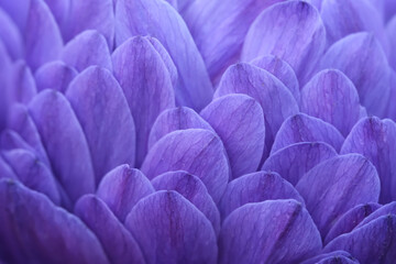 macro of purple petals of chrysanthemum flower. background of petal