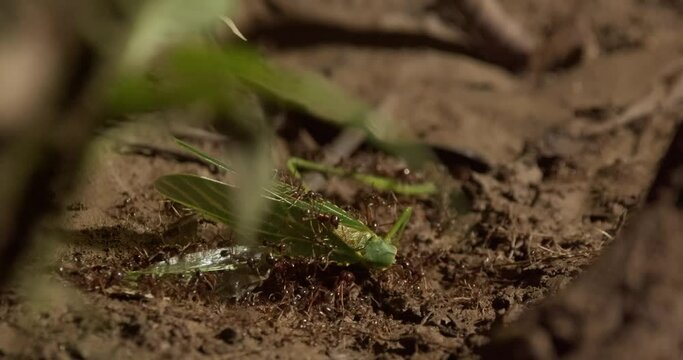 Swarm of army ants attack, kill cricket in Amazon jungle. Tambopata, close up.