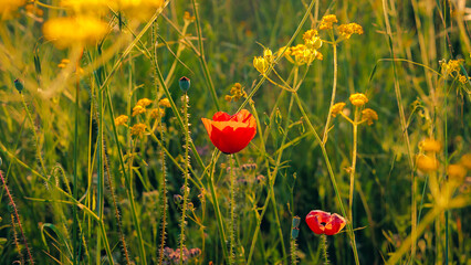 red poppy field