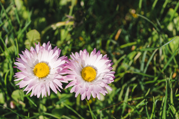 Two flower heads in the green grass. Formed as a symbol of infinity or the number eight