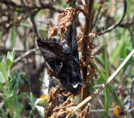 Moth on plant. Autographa gamma.Lepidoptera. Spring in Spain. Insects. Butterfly. Noctuidea. Butterfly sits on a plant branch 