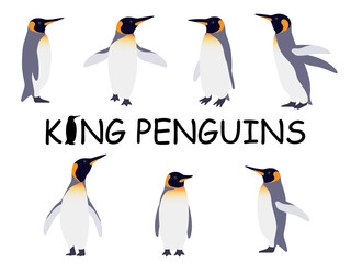 リアルなキングペンギンのイラストセット